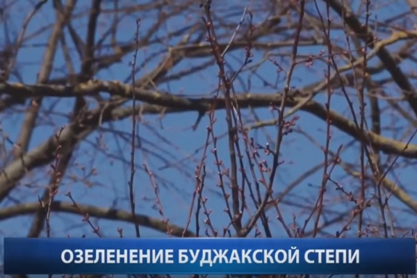 Репортаж: В Гагаузии будет высажено полмиллиона молодых деревьев