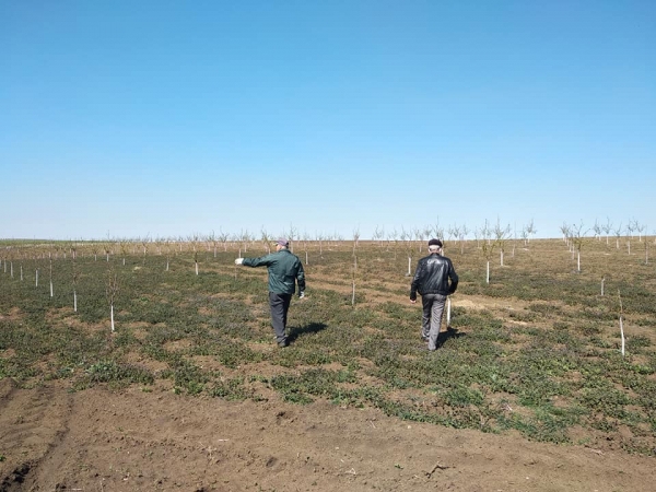 Аграрии бьют тревогу: в селе Гайдар из-за заморозков пострадали многолетние насаждения