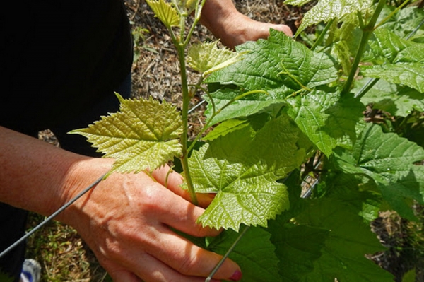 Димитрогло: Виноградники Гагаузии могут пострадать от заморозков в конце месяца