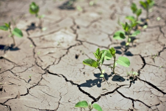Репортаж: каковы масштабы засухи в Гагаузии?