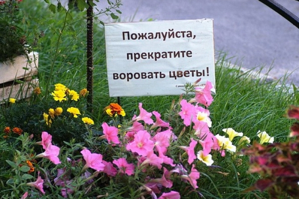 «Прекратите воровать цветы». Еще один инцидент произошел в Комрате