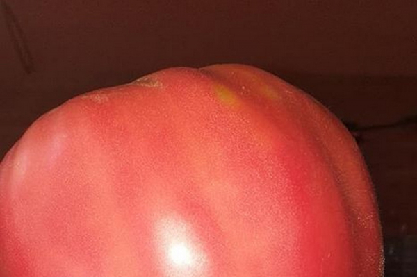 Жительница Етулии вырастила в теплице почти килограммовый помидор