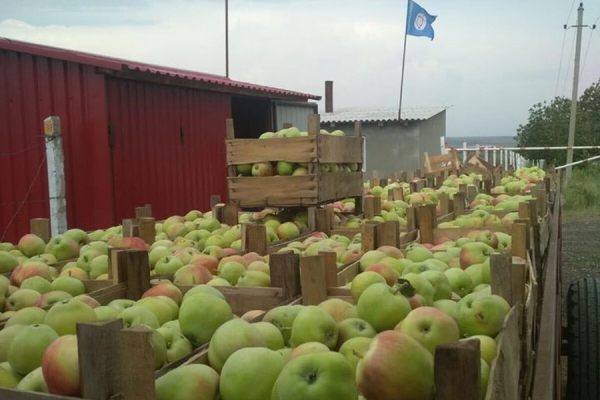 Поддержим местный продукт. В Гагаузии можно купить свежие яблоки прямо из сада