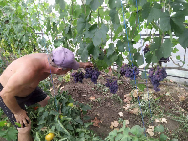 Виноград в теплице. Фермер из Чишмикиоя опробовал инновации в сельском хозяйстве
