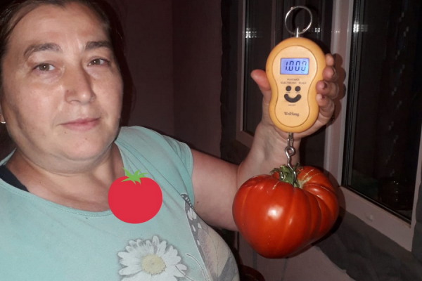Новые рекорды. Еще один помидор-гигант вырастили в теплице в Гагаузии