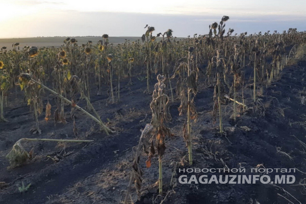 Поля подсолнечника высыхают. В АПК Гагаузии рассказали, в чём причина