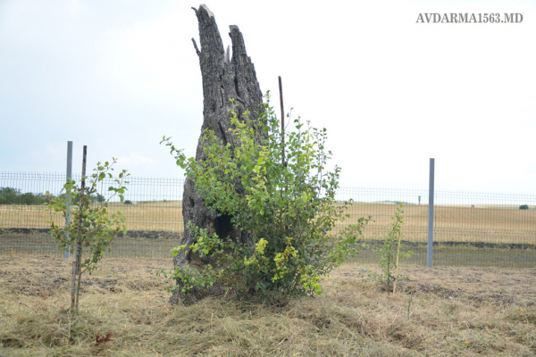 «Символ стойкости». Жизнь 220-летнего дерева в Авдарме продолжилась в новых побегах
