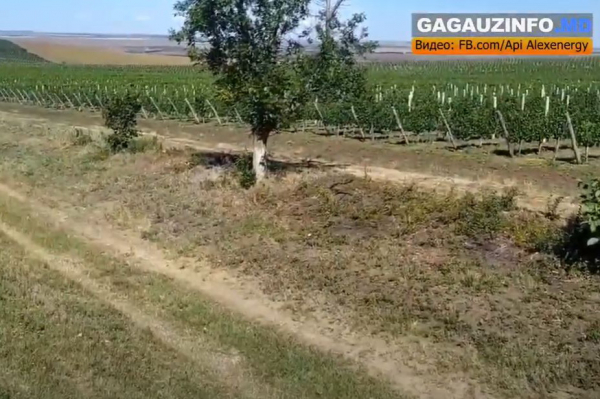 «Как будто попал в другую страну»: предприниматель о состоянии виноградников и дорог в Гагаузии