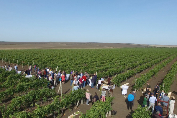 «Приятно не только здесь работать, но и отдохнуть», Как дипломаты собирали урожай винограда в Гагаузии
