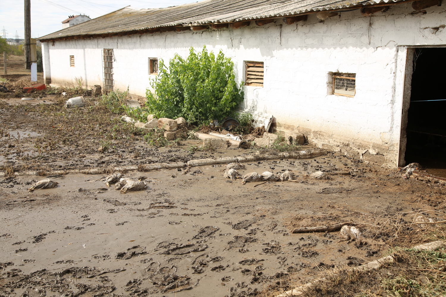 Наводнение в Комрате: на птицефабрике погибло 10 тысяч кур