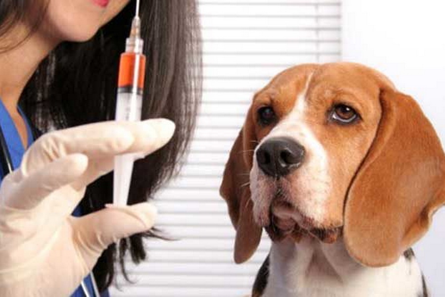 В Гагаузии от бешенства вакцинировали более 15 тысяч домашних собак