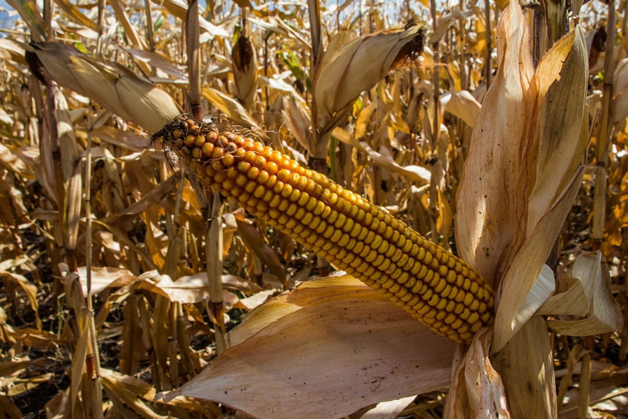 «Почти все погибло»: Андрей Димитрогло об урожае кукурузы в Гагаузии
