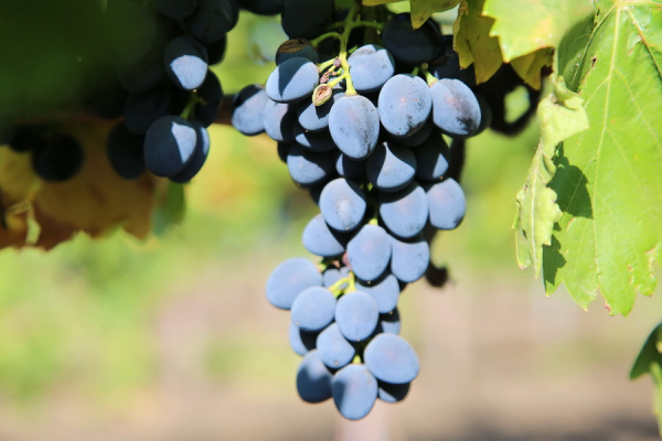 Засушливая погода пошла на пользу винограду в Гагаузии