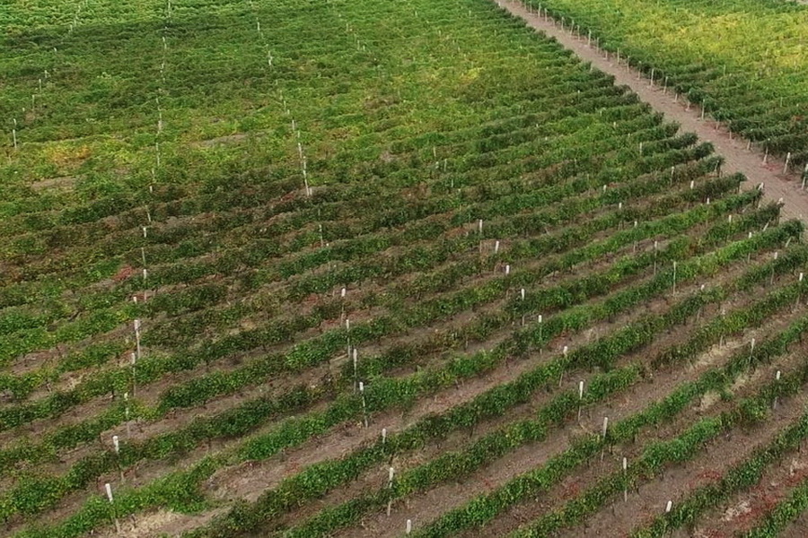 В Гагаузии за год увеличились площади виноградников
