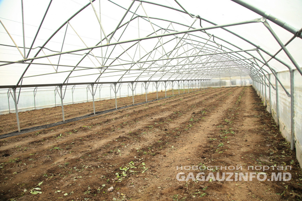Субсидирование аграриев: в управлении АПК назвали самые перспективные направления в Гагаузии