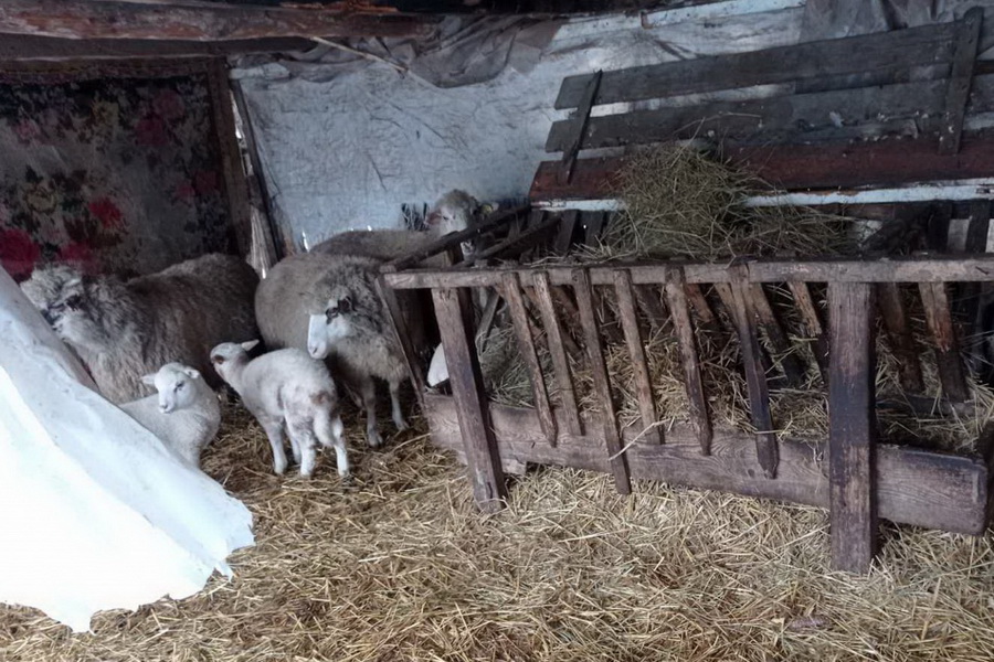 Молодым жителям Чадыр-Лунги грозит тюрьма за кражу овец