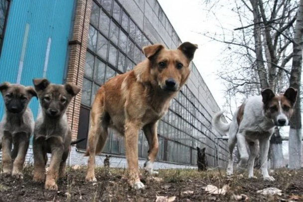 Отлов и стерилизация. Власти Чадыр-Лунги бросили вызов бродячим собакам