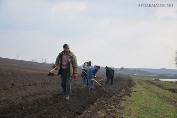 Защита от суховеев и эрозии. В Авдарме появятся новые лесополосы