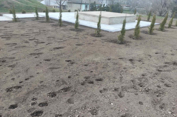 Выпас овец в Чишмикиойе: испорчен свежевысеянный газон у памятника