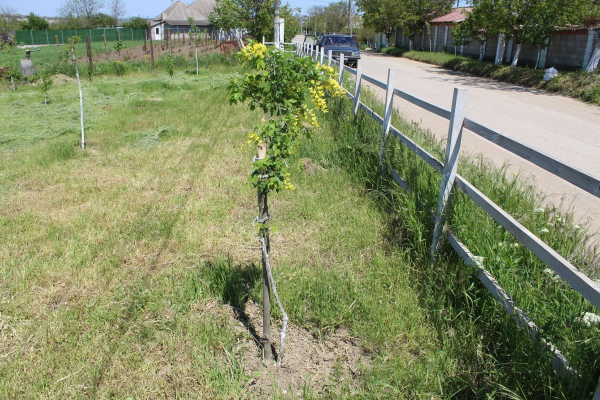 В Чишмикиое неизвестные выкопали декоративные деревья и повредили деревянную ограду