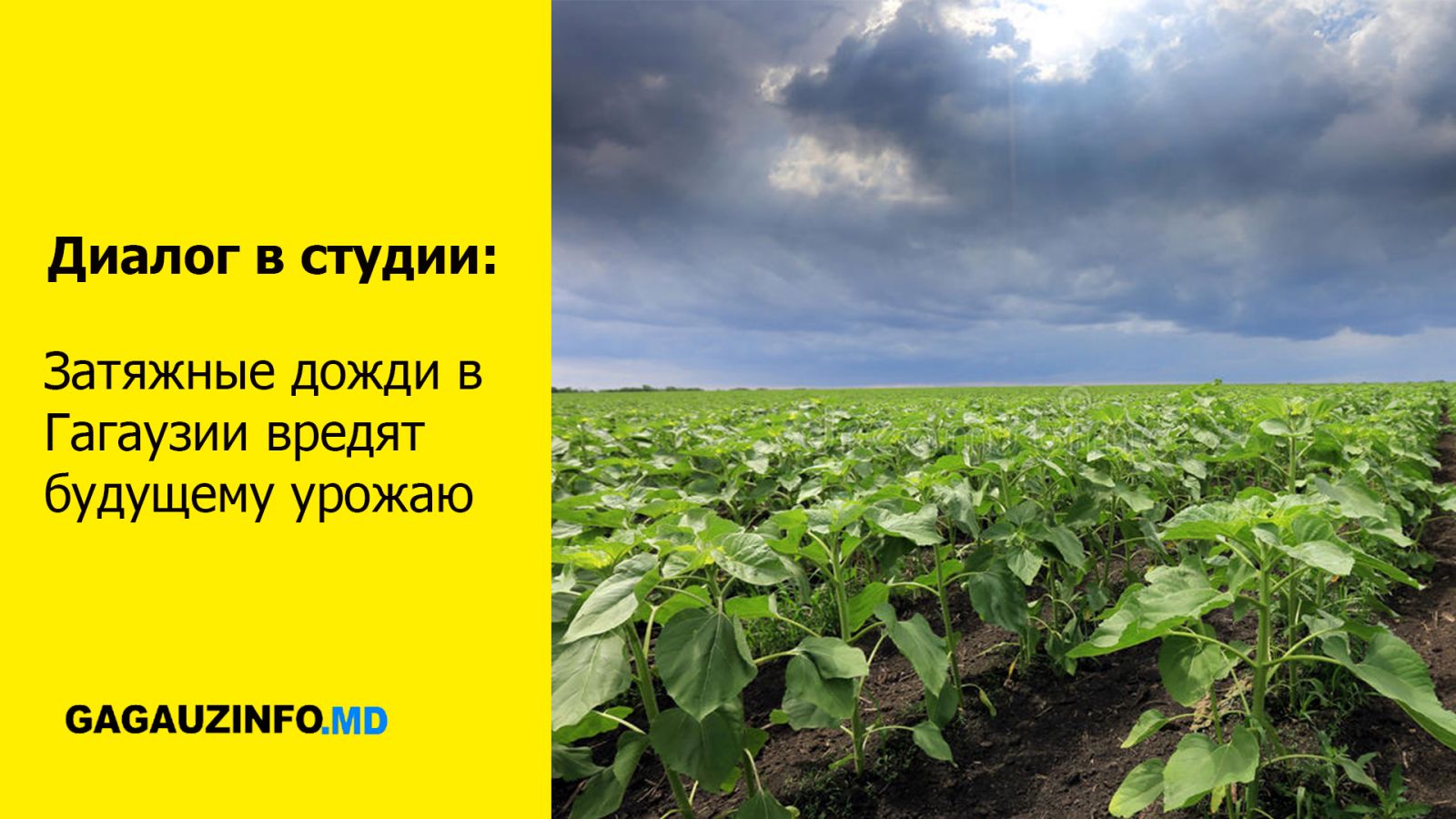 ДИАЛОГ В СТУДИИ: Затяжные дожди в Гагаузии вредят будущему урожаю