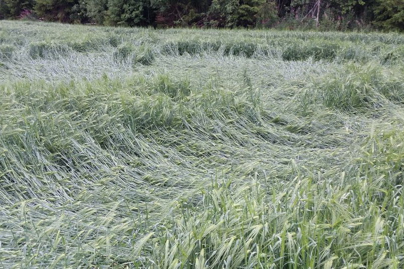 ГИЧС: осадки и ветер повредили в Гагаузии более 400 гектар зерновых