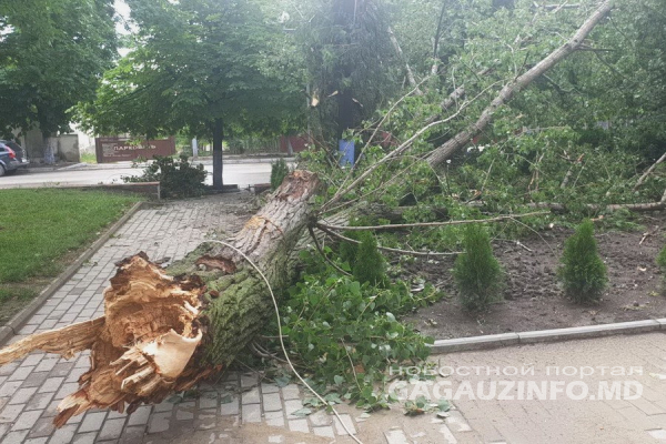 Шквалистый ветер повалил многолетнее дерево в Комрате