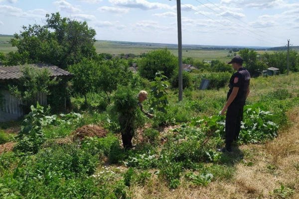Участки с растущей коноплей выявили в двух селах соседнего с Гагаузией района