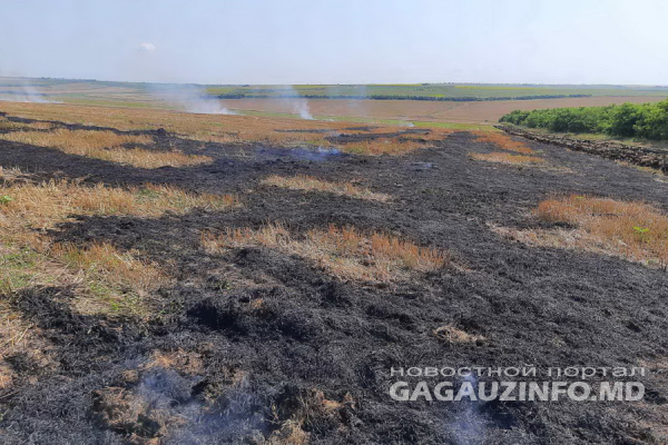 Самовозгорание или поджог? В Ферапонтьевке сгорело поле в несколько гектар