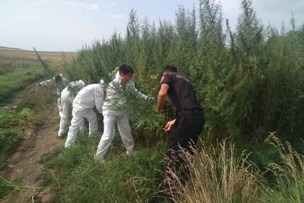 Поле с растущей коноплей нашли в Конгазе; растения уничтожены