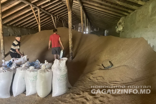 «Урожай хороший»: Гагаузские аграрии расплачиваются с прошлогодними долгами