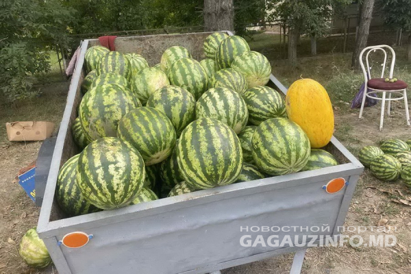 Есть или не есть? В Гагаузии на самом пике сезон продажи арбузов и дынь