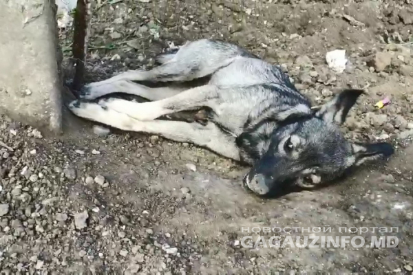 В Комрате вновь начали травить бродячих собак