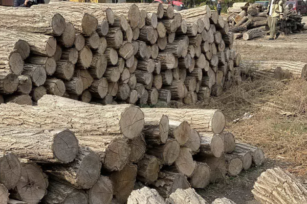 Нехватка газа и рост цен на уголь: в Гагаузии раскупили запасы дров Лесхоза