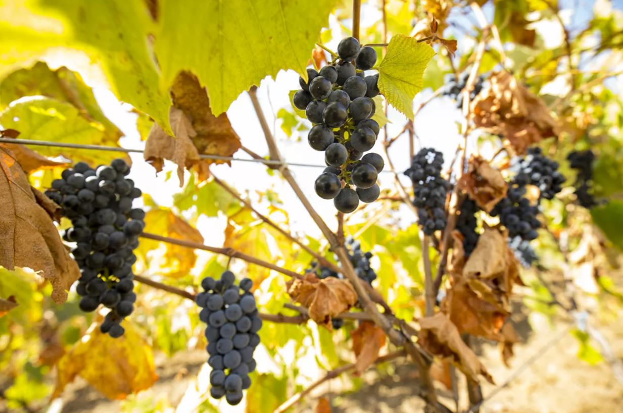 Уборка винограда в Гагаузии завершается: на сколько подорожали технические сорта