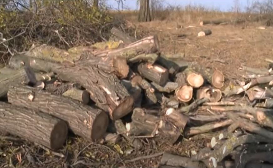 В Копчаке лесополосу пустили на дрова: жители обеспокоены