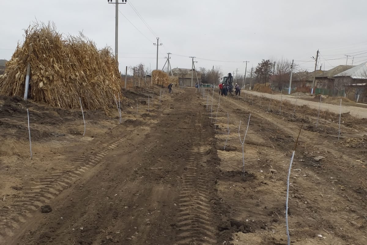 В Казаклии заложили лесополосу из клена и грецкого ореха