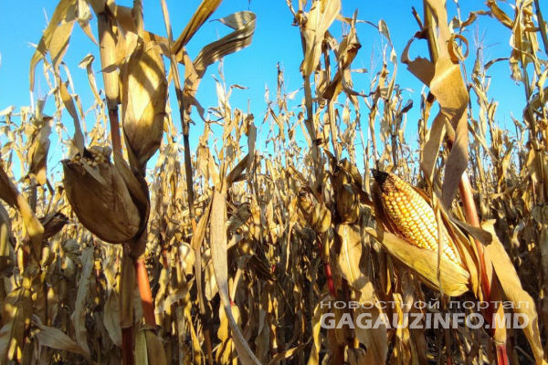В Гагаузии небывалый урожай кукурузы. Но аграрии ему не рады