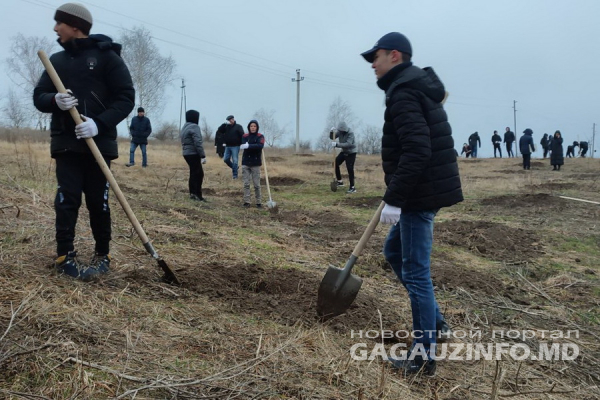 «Сделал доброе дело»: в Комрате молодежь высадила почти 200 молодых деревьев