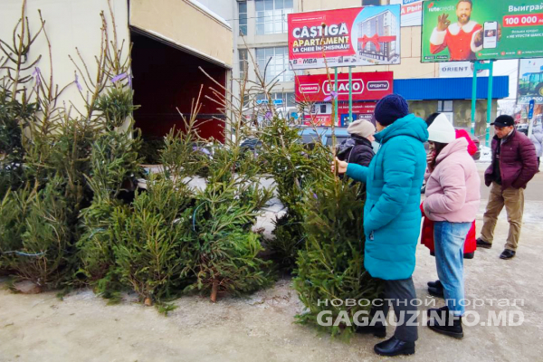 За считанные часы до Нового года в Гагаузии раскупают живые ели