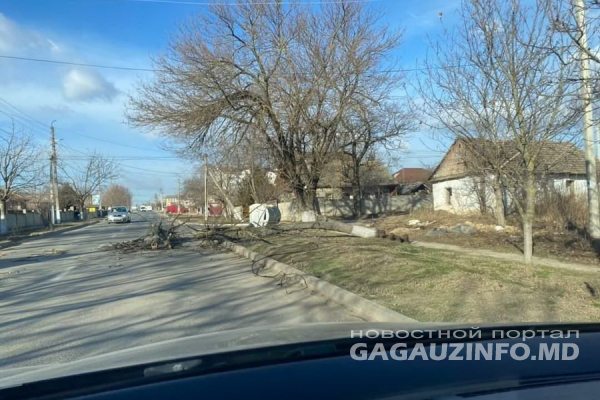 Ряд деревьев повалил ветер в Комрате