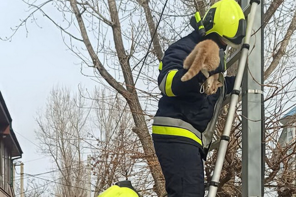 В Комрате пожарные спасли кошку, забравшуюся на столб