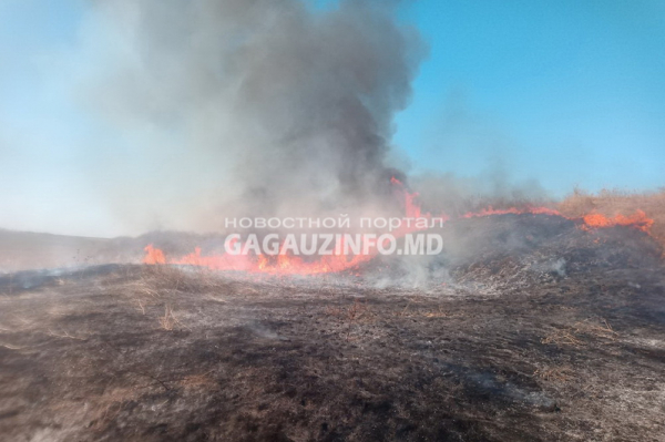 «Плачевная картина»: в Гагаузии не утихают степные и лесные пожары