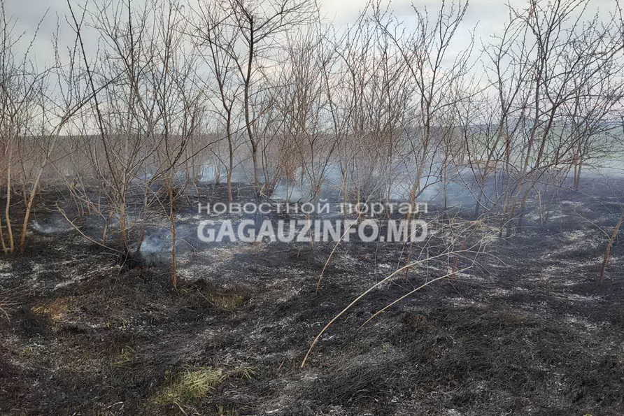 Пожар в Кирсово: сгорели 5,5 гектар молодого леса
