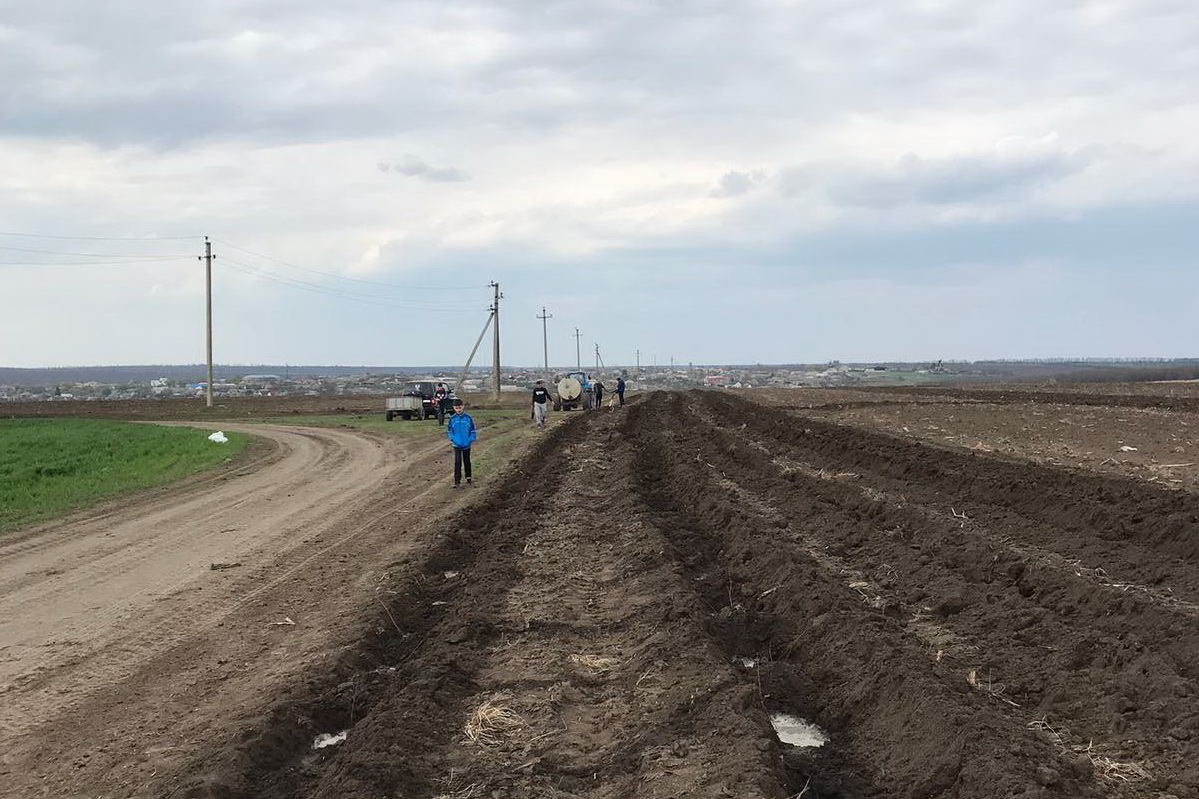 В Копчаке заложили новую лесополосу из 400 акаций