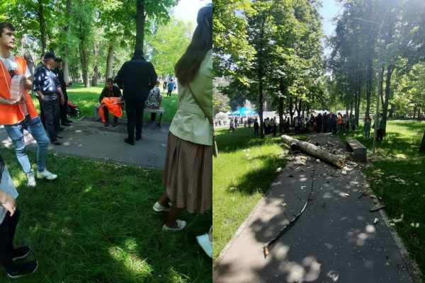 В Кишиневе двухлетняя девочка погибла после того, как на нее рухнула ветка дерева