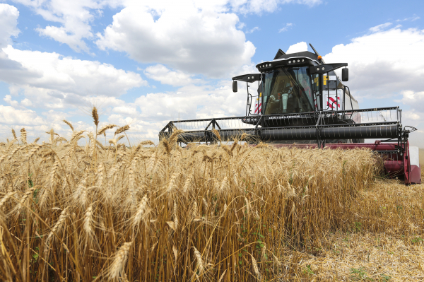 В Молдове урожай пшеницы сократится на 30%