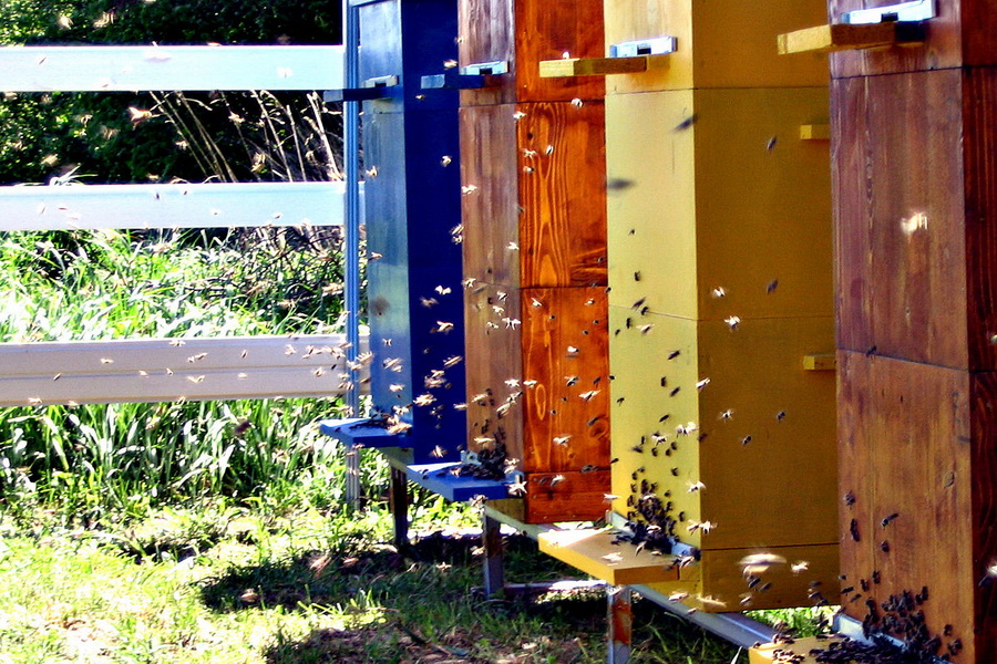 Десятки пчелиных ульев украли в Авдарме
