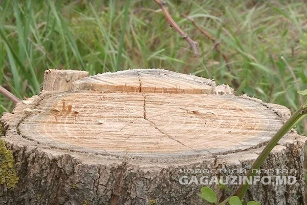 Дров нет, деревьев тоже. В Гагаузии продолжают выявлять случаи незаконной вырубки деревьев