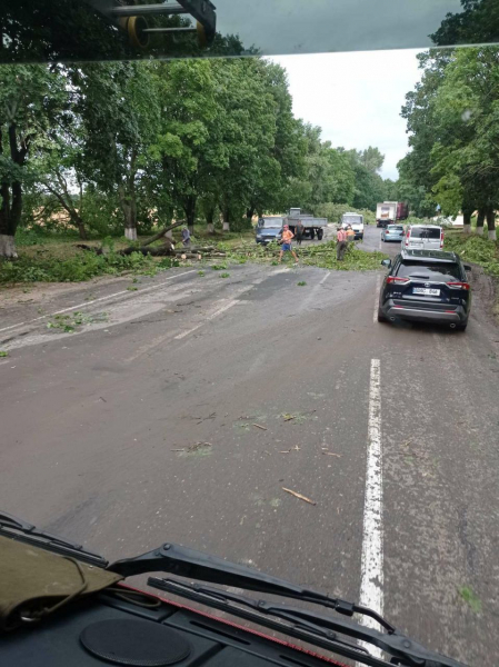 На севере Молдовы сильный ветер повалил деревья